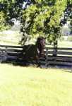 Marion County Horse Farms